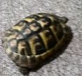 Hermanns : Female approx 6 years old (No name)